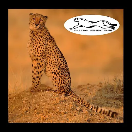 Guest house Cheetah Club 3*